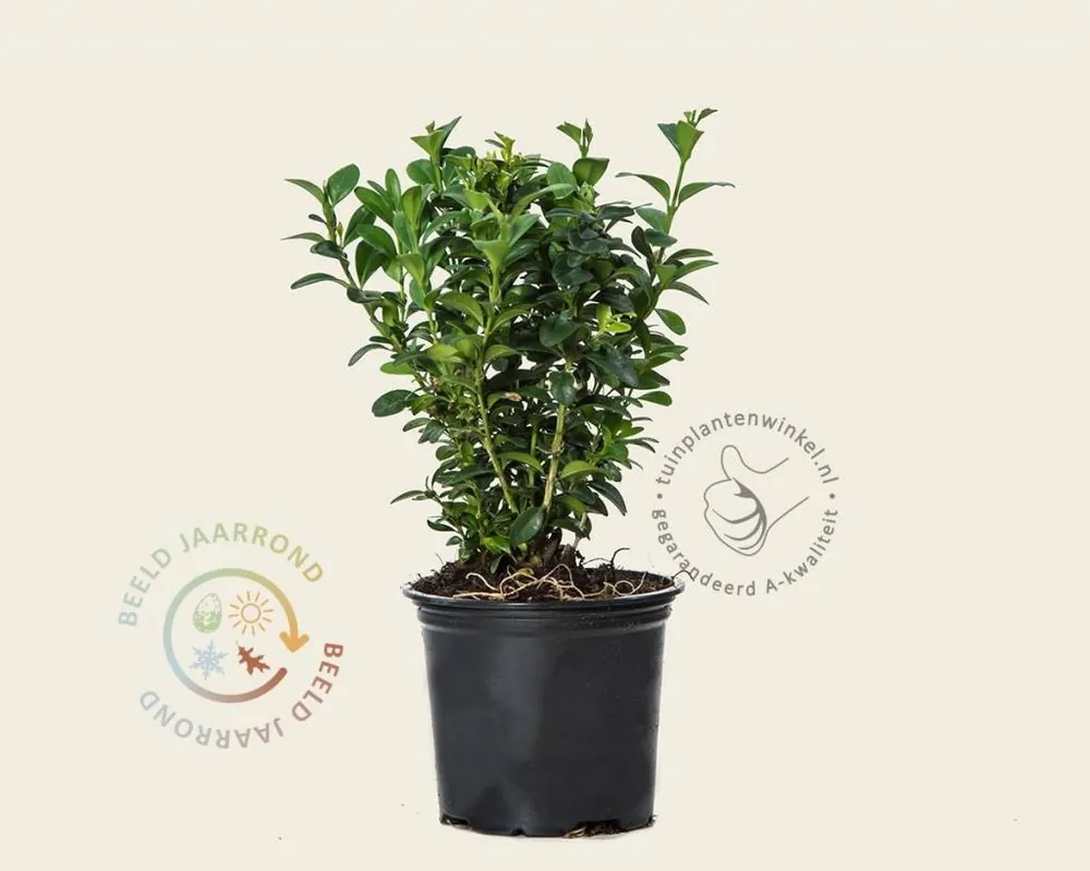 Buxus sempervirens - in pot | Nieuw