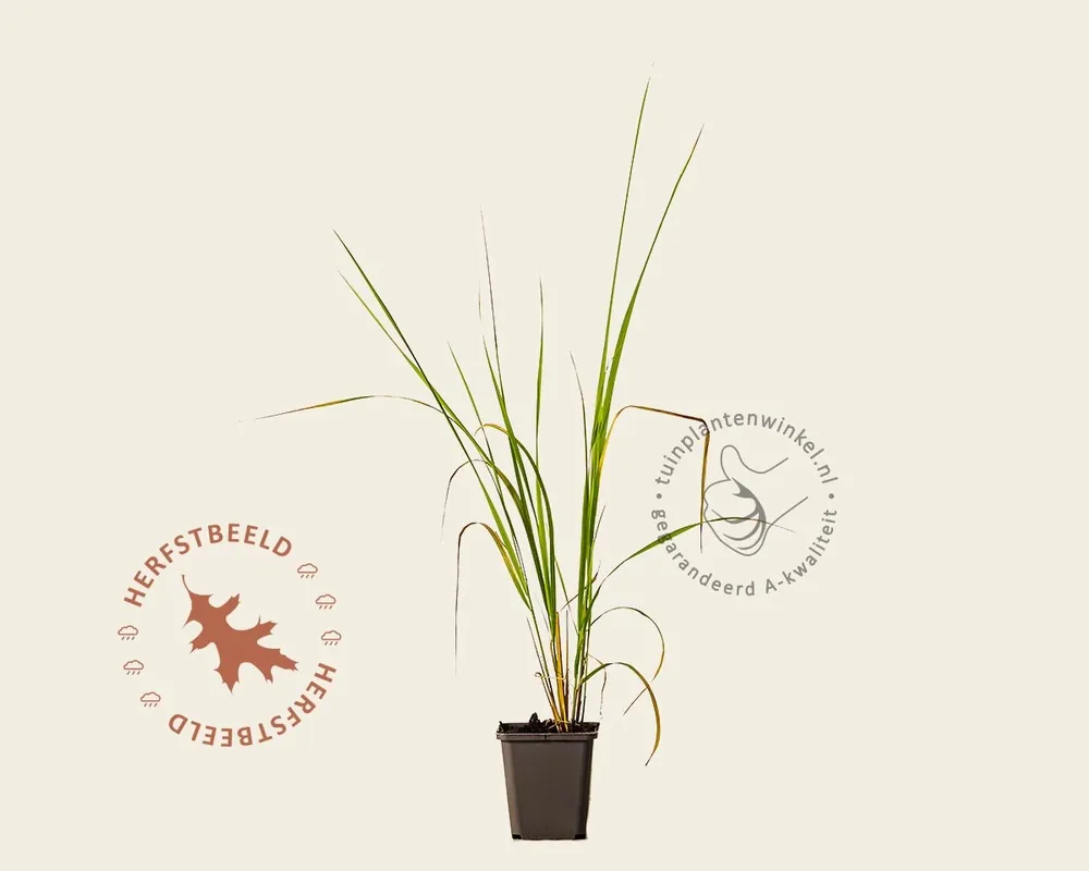 Gratis retourneren | Calamagrostis acutiflora ‘Karl Foerster‘