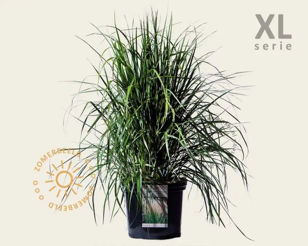 Calamagrostis acutiflora ‘Karl Foerster‘ - XL | Actie