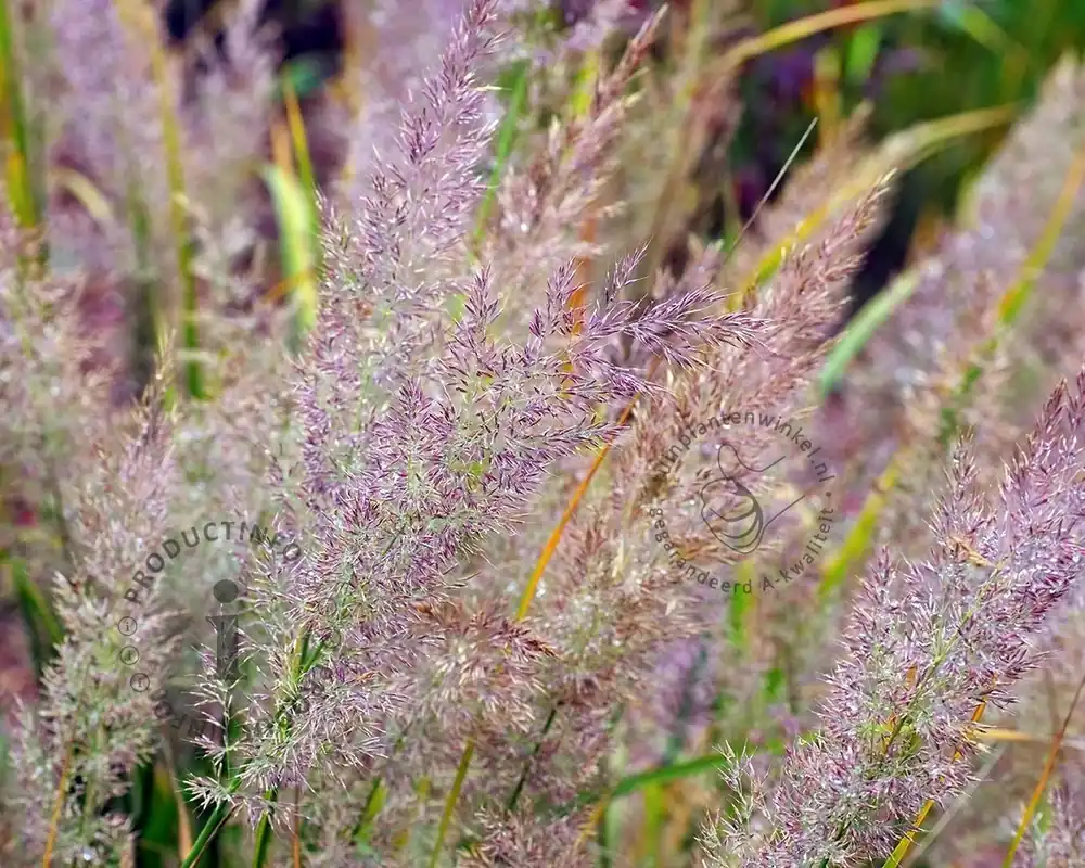 Uitverkoop | Calamagrostis brachytricha
