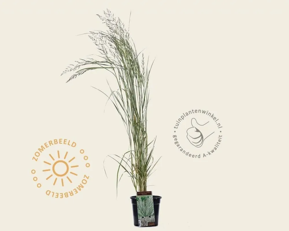 Calamagrostis x acutiflora ‘Avalanche‘ | Topprijs