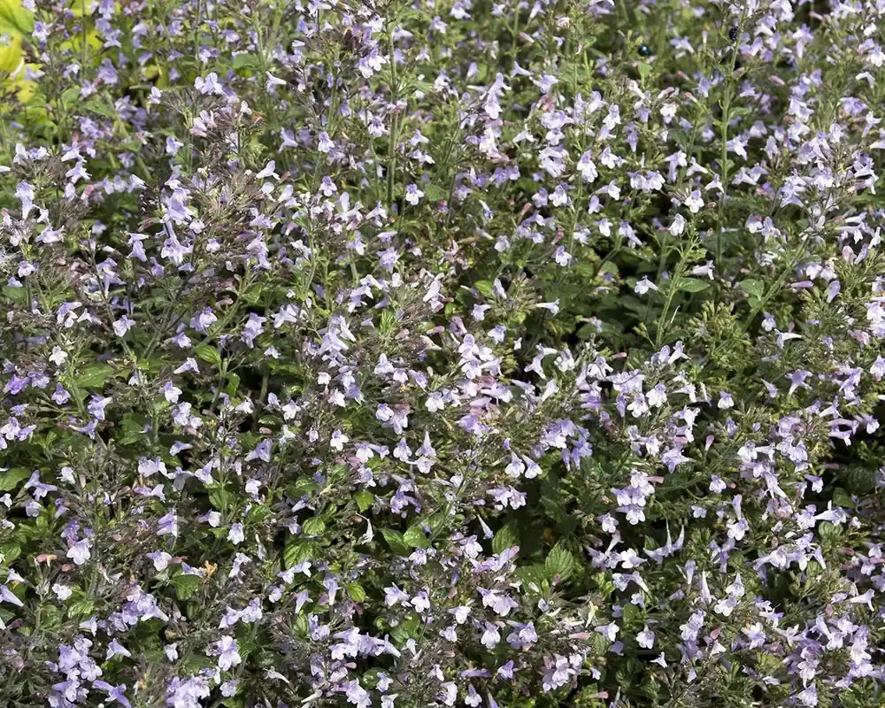 Calamintha nepeta ‘Blue Cloud‘ | Makkelijk bestellen