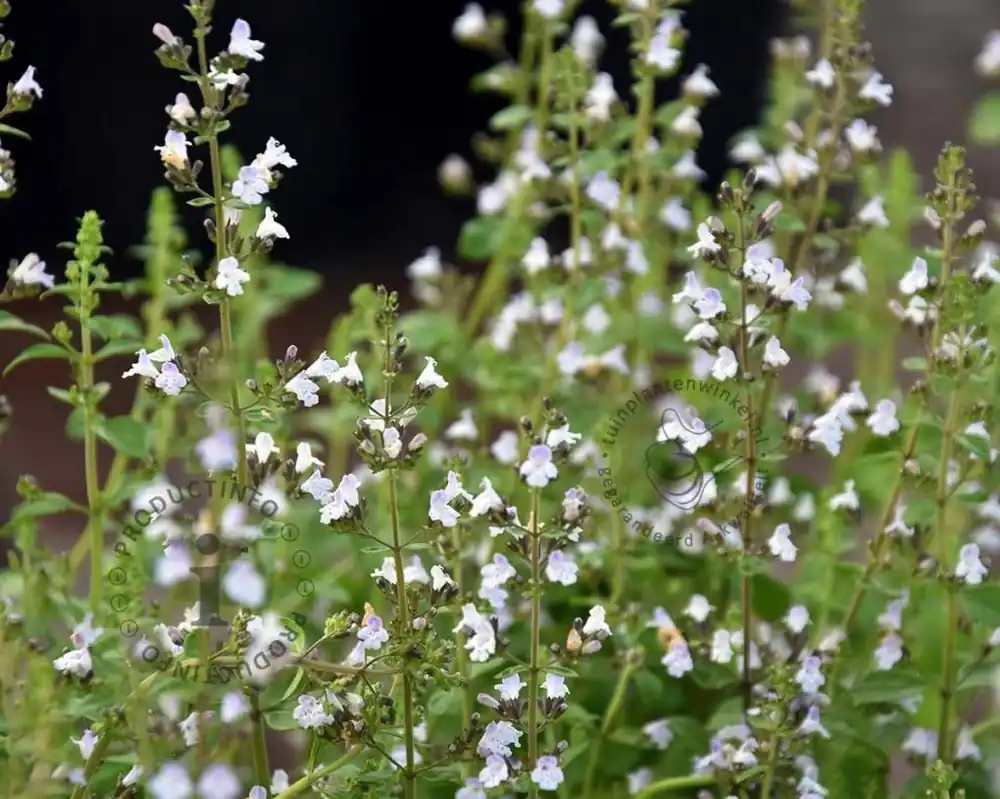 Verlaagde prijs | Calamintha nepeta ssp. nepeta