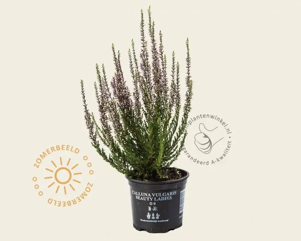 Beste prijs - Calluna vulgaris ‘Beauty Ladies Renate‘ - Paars