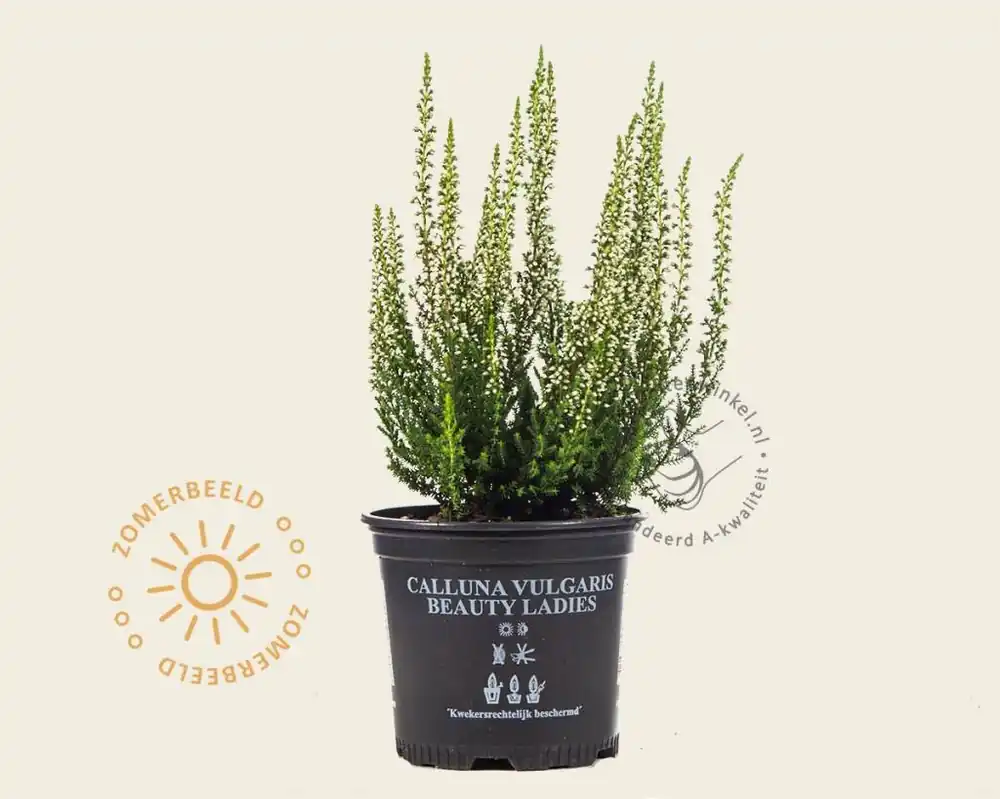 Calluna vulgaris ‘Beauty Ladies Verenka‘ - Wit | Bestelbaar