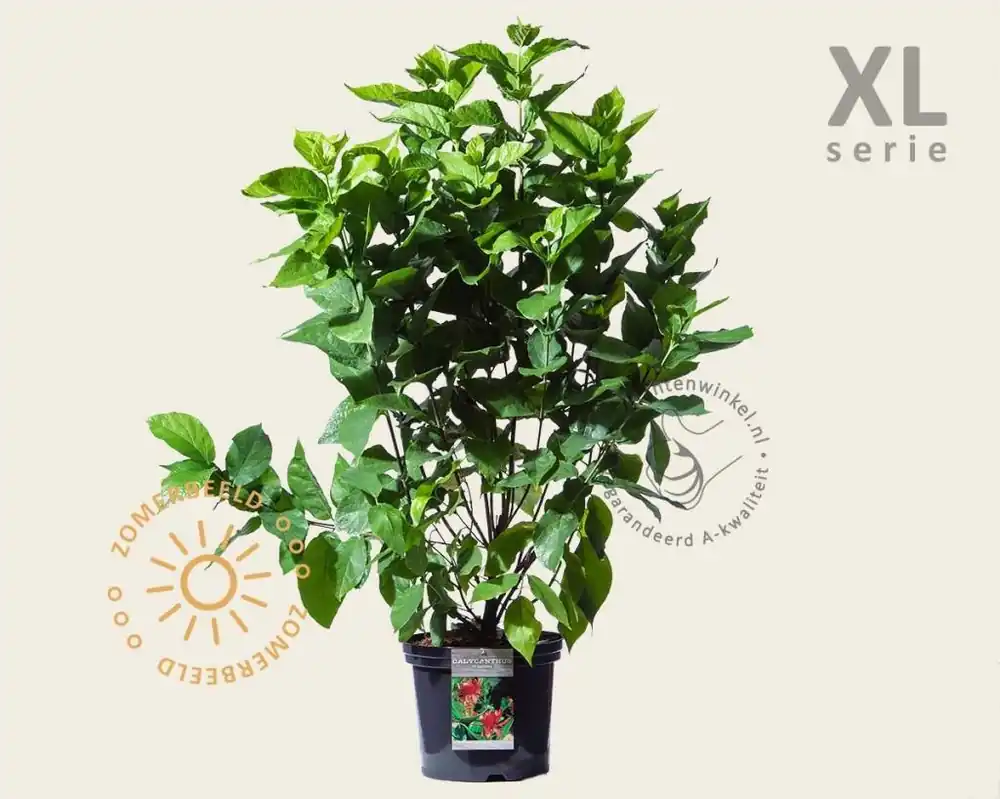 Topdeal | Calycanthus floridus - XL