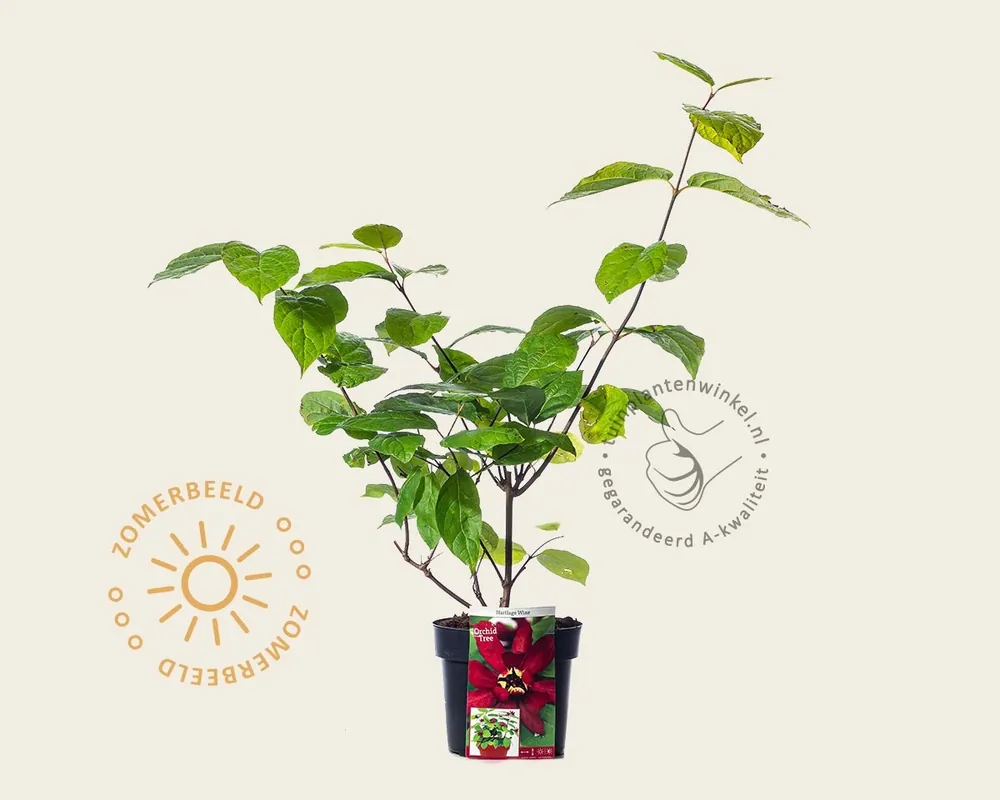 Calycanthus ‘Hartlage Wine‘ | Lage prijs