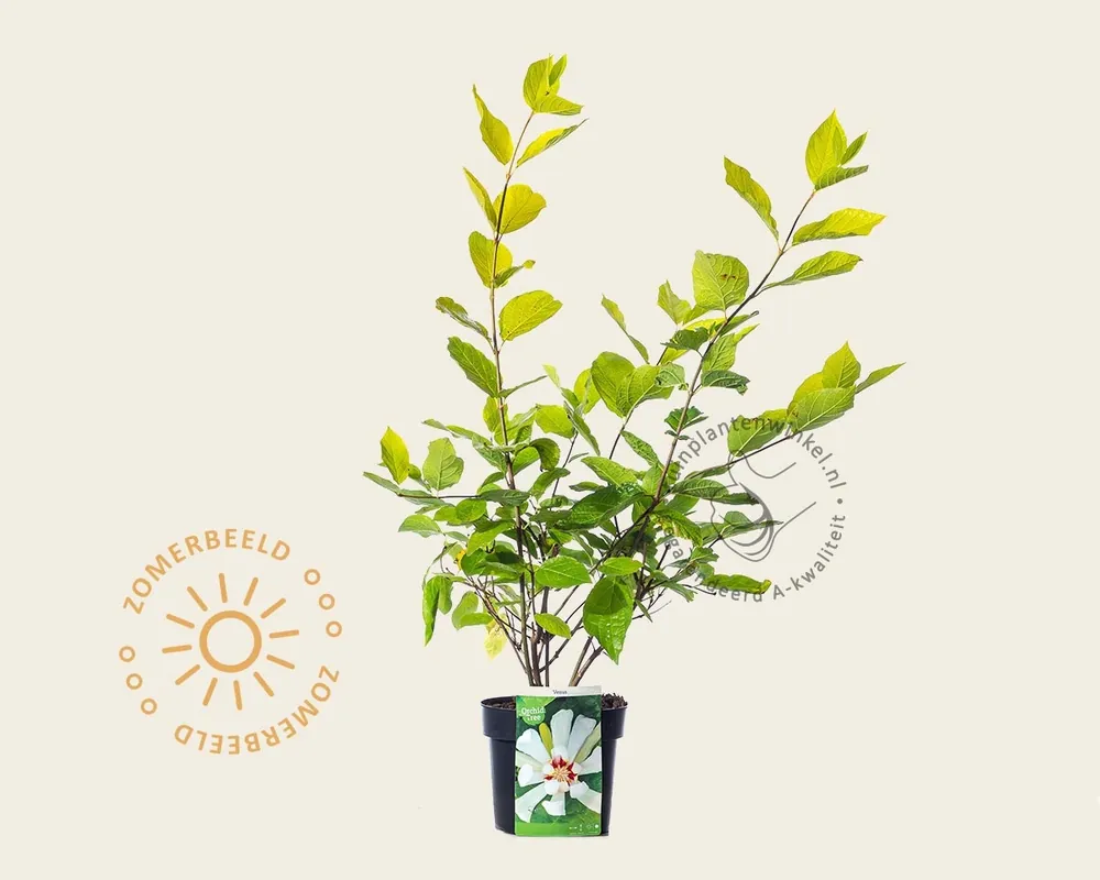 Extra voordeel - Calycanthus ‘Venus‘