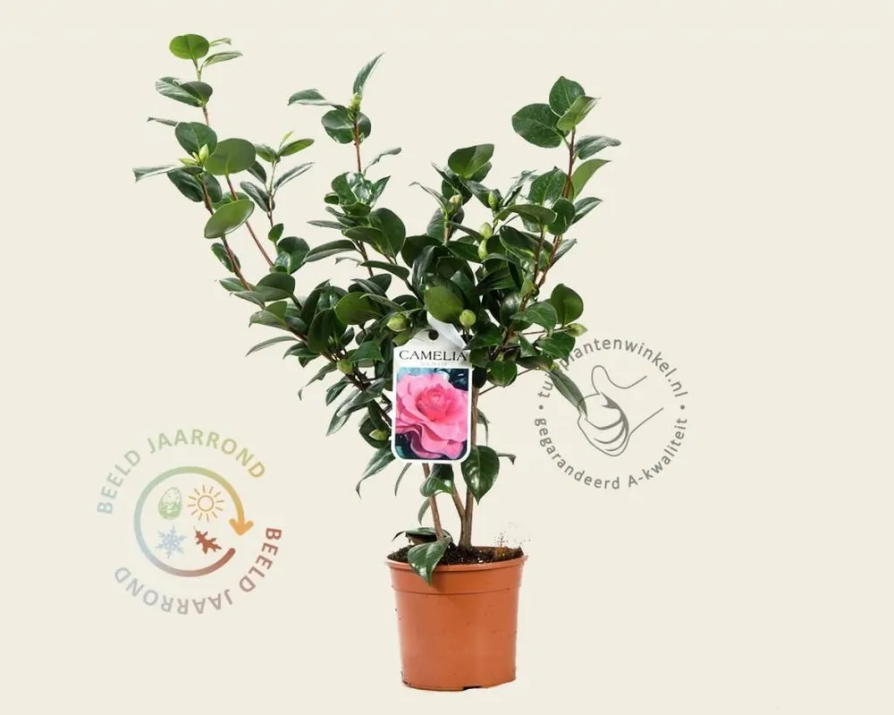 Camellia japonica ‘Ack-Scent‘ - Eenvoudig retourneren
