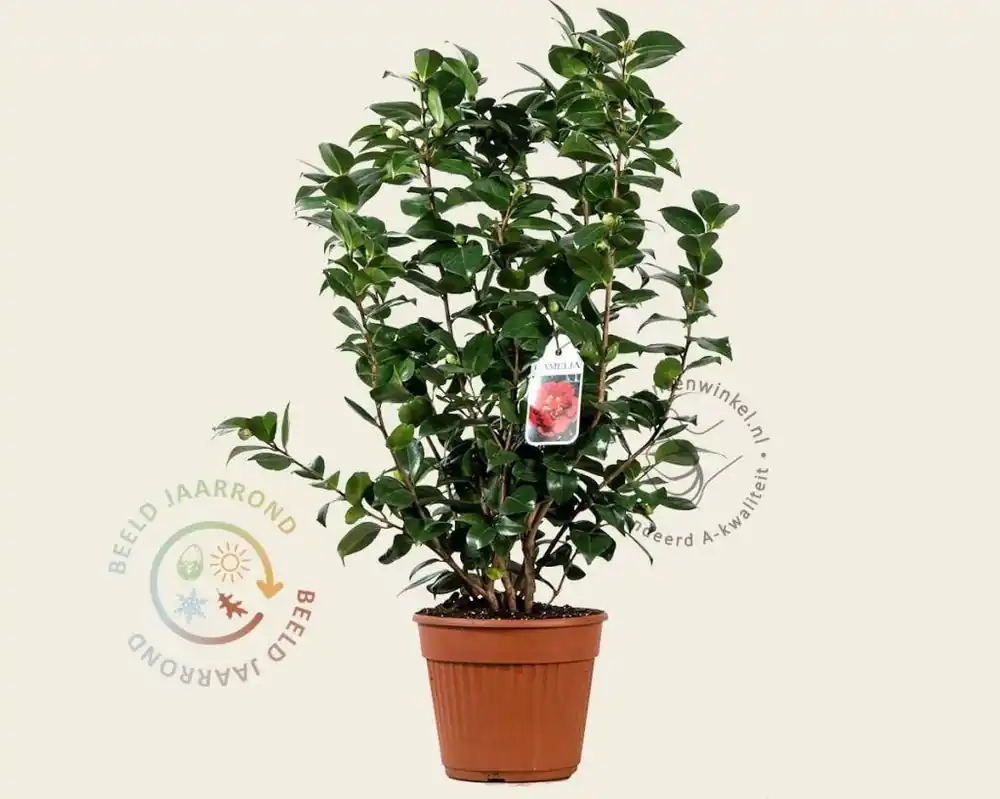 Camellia japonica ‘Barbara Morgan‘ | Direct leverbaar