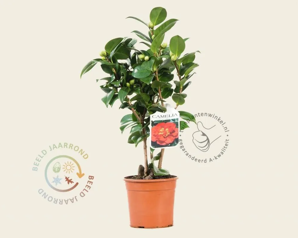 Nieuw in de shop - Camellia japonica ‘Barbara Morgan‘
