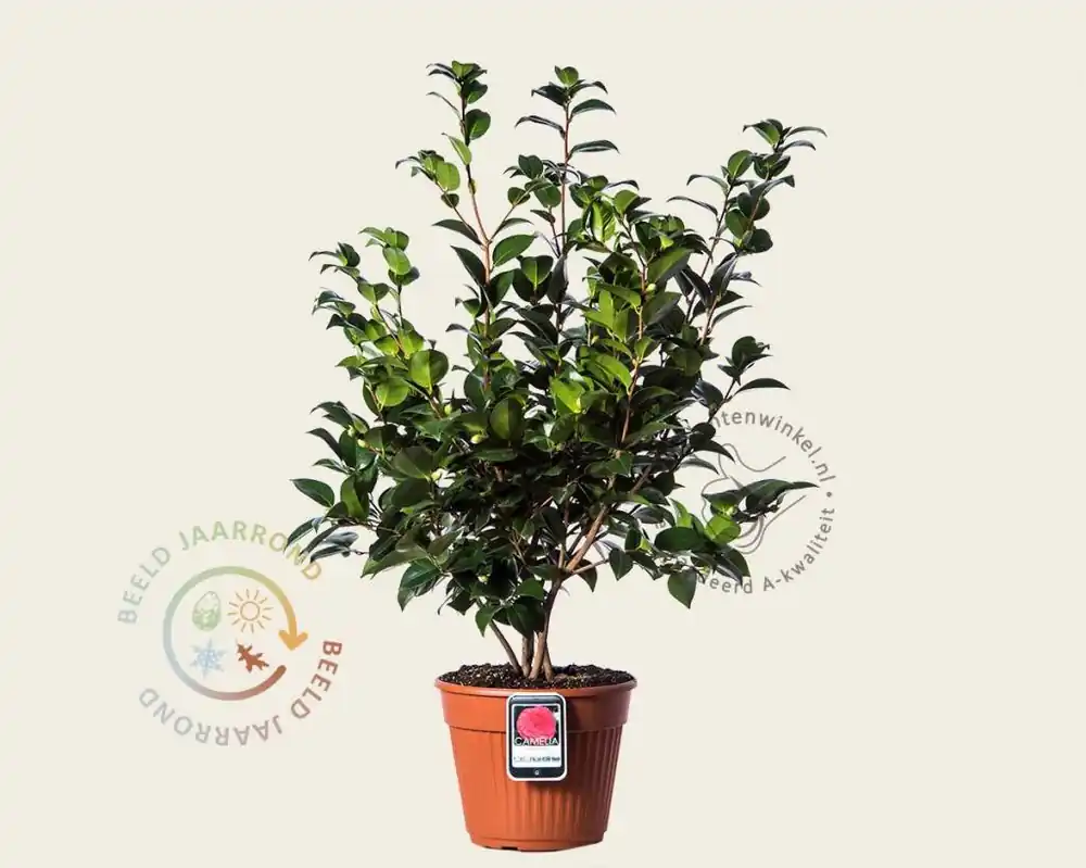 Korting | Camellia japonica ‘Black Lace‘
