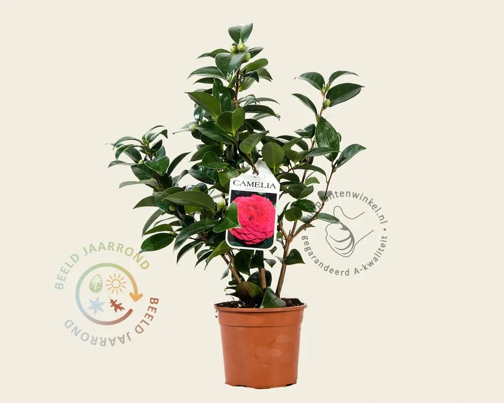 Camellia japonica ‘Black Lace‘ - Nu beschikbaar