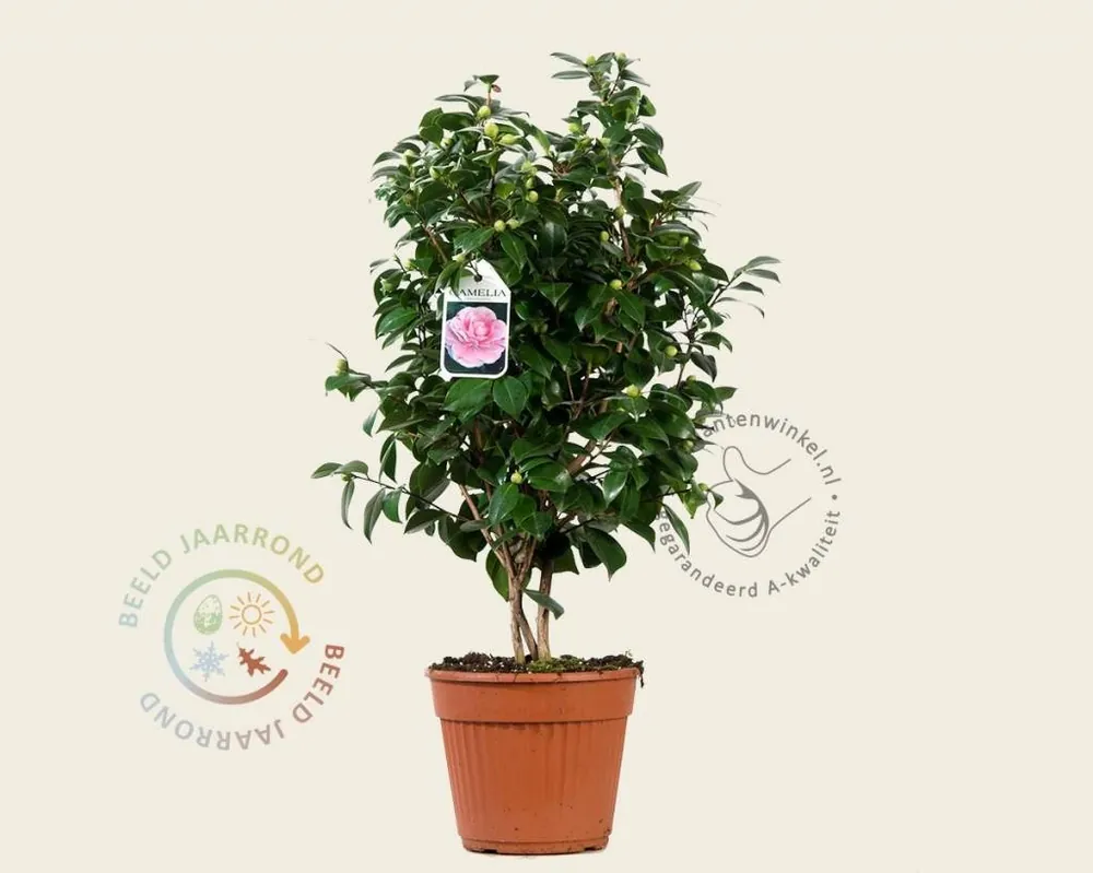 Populair - Camellia japonica ‘Bonomiana‘
