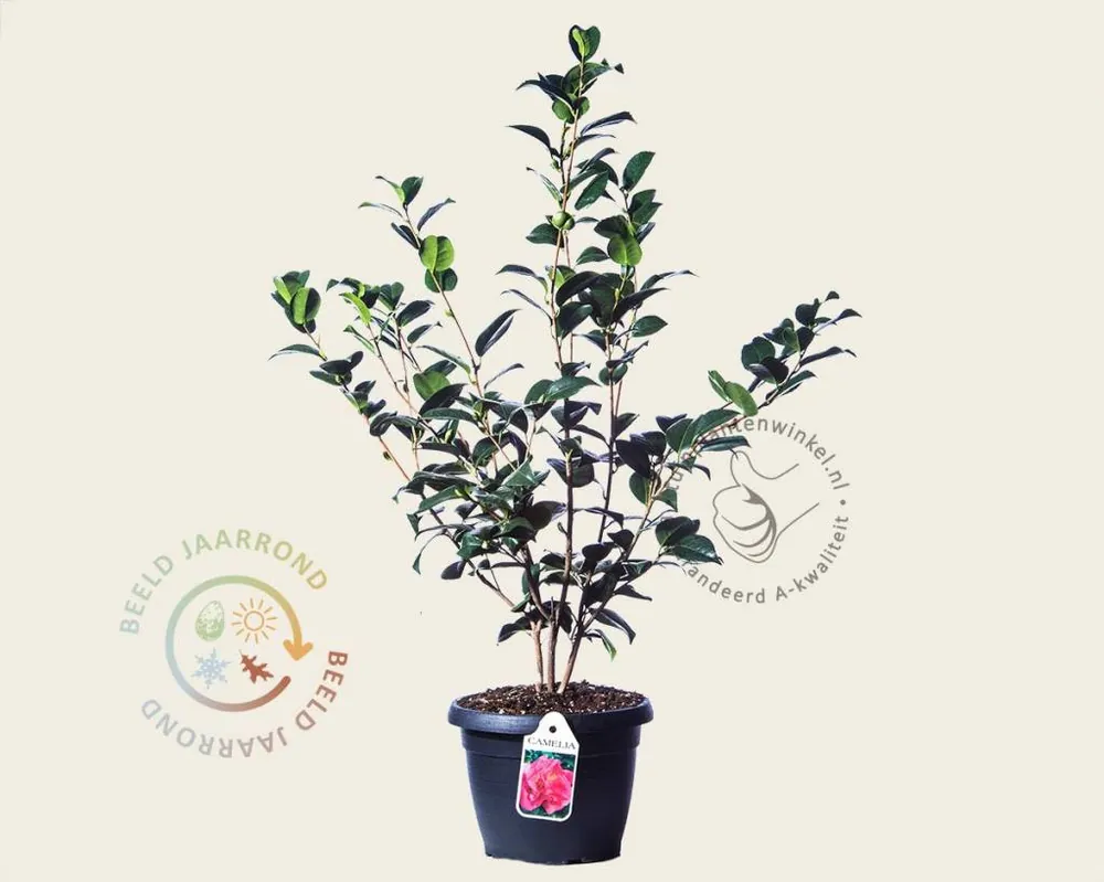 Camellia japonica ‘Kramer‘s Supreme‘ | Bespaar nu