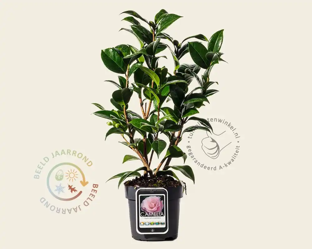 Camellia japonica ‘Nuccio‘s Cameo‘ - Klaar voor verzending