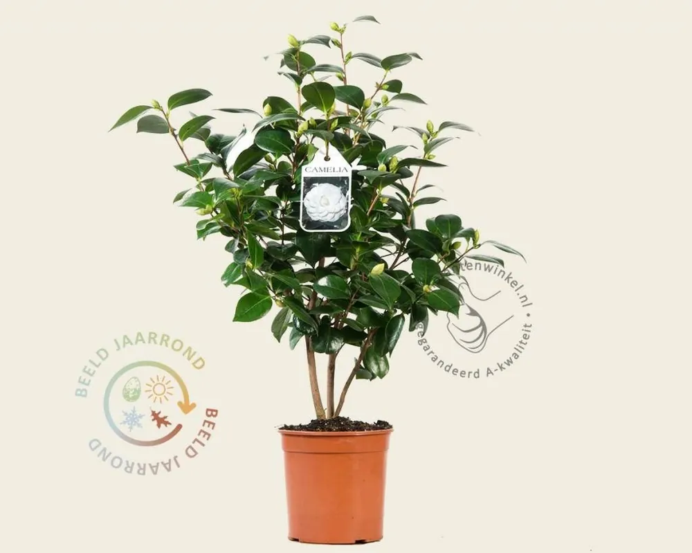 Premiumkwaliteit - Camellia japonica ‘Nuccio‘s Gem‘