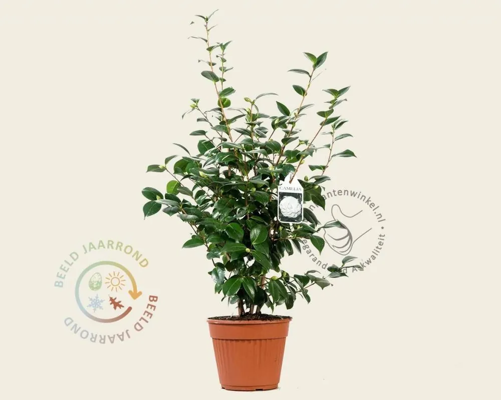 Camellia japonica ‘Nuccio‘s Gem‘ - Speciale deal