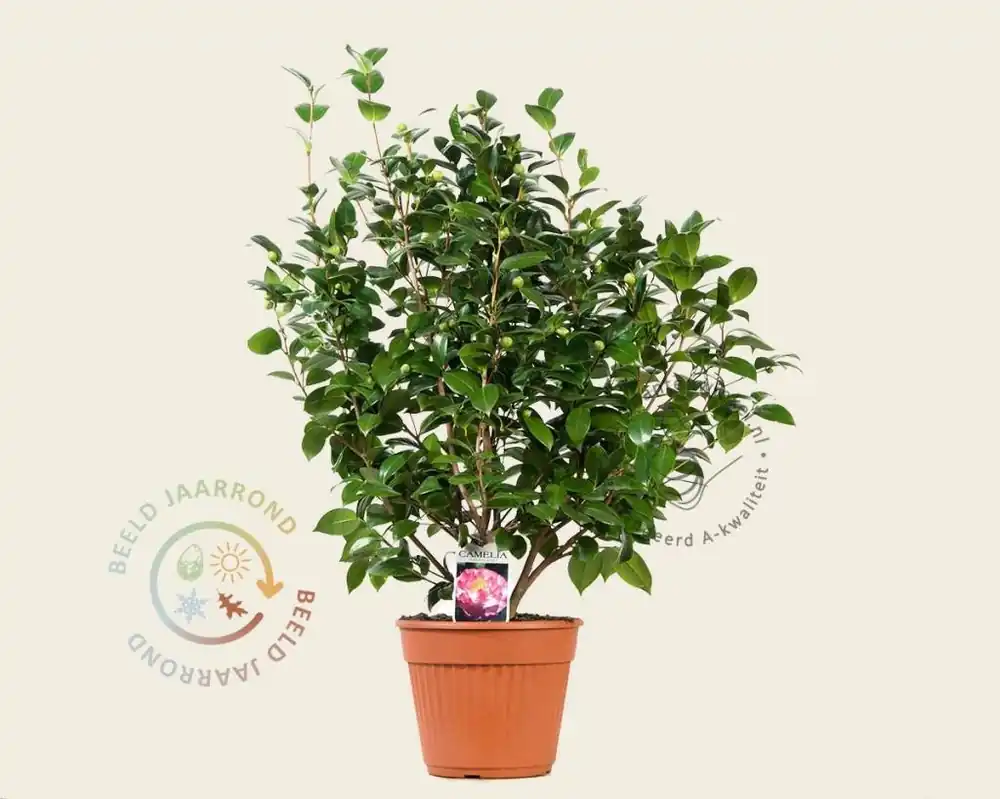 Spoedlevering - Camellia japonica ‘Nuccio‘s Jewel‘