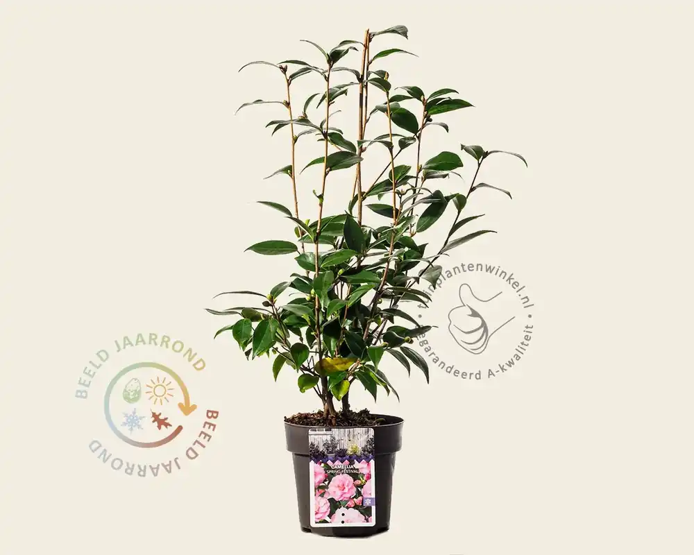 Wees er snel bij | Camellia japonica ‘Spring Festival‘