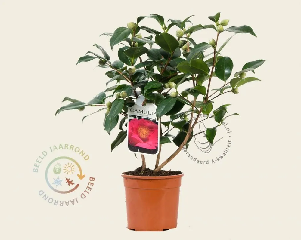 Camellia japonica ‘Wheeler‘ | Bestelbaar