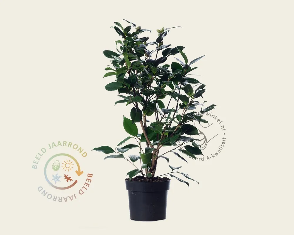 Camellia japonica ‘Wheeler‘ | Bijna uitverkocht