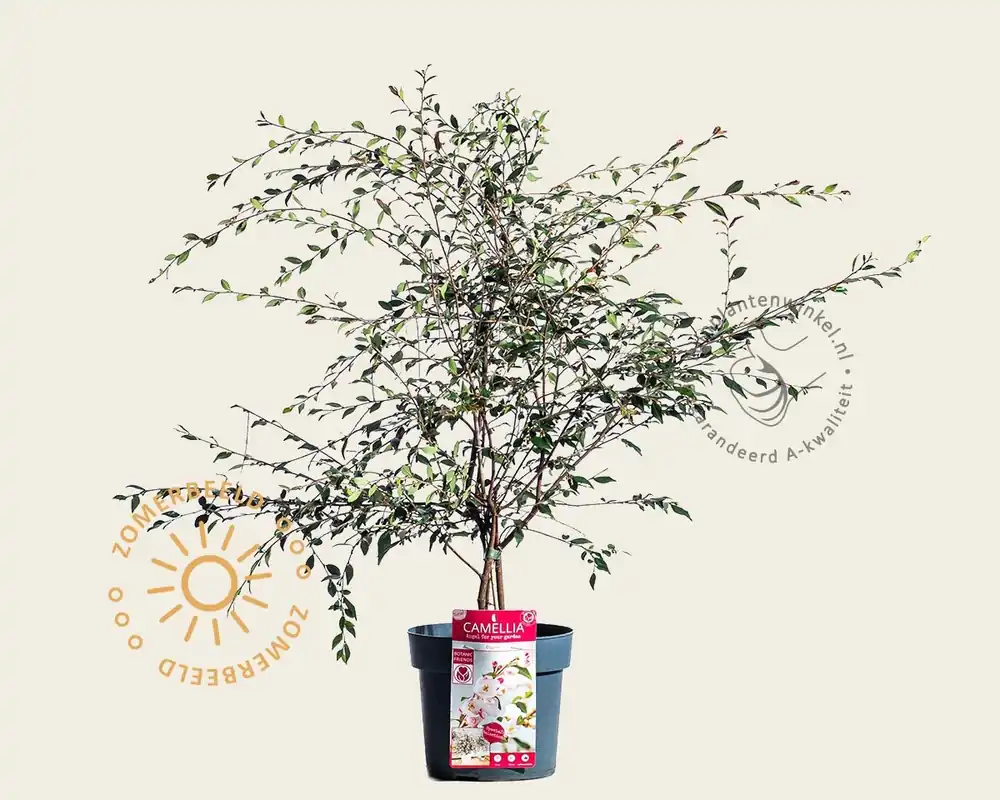Opruiming | Camellia rosthorniana ‘Cupido‘