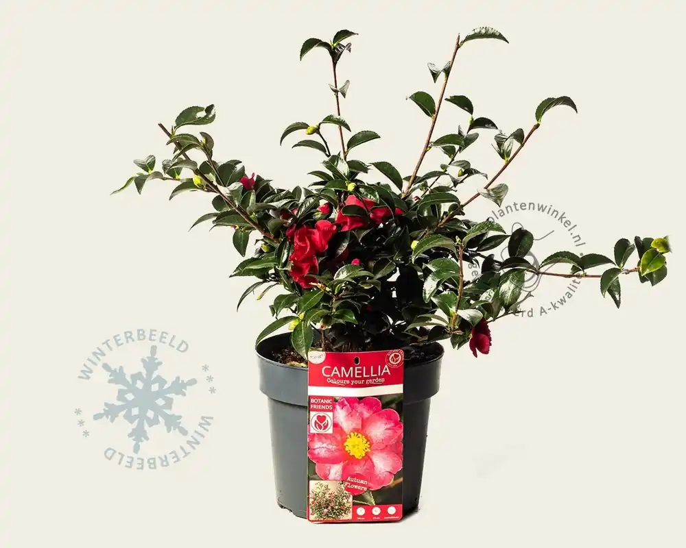 Populair - Camellica sasanqua ‘Autumn Ruby‘