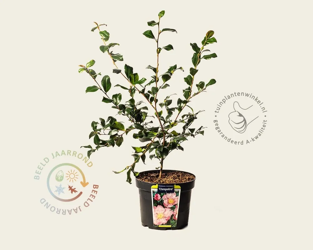 Camellia sasanqua ‘Cleopatra‘ - Veilige betaling