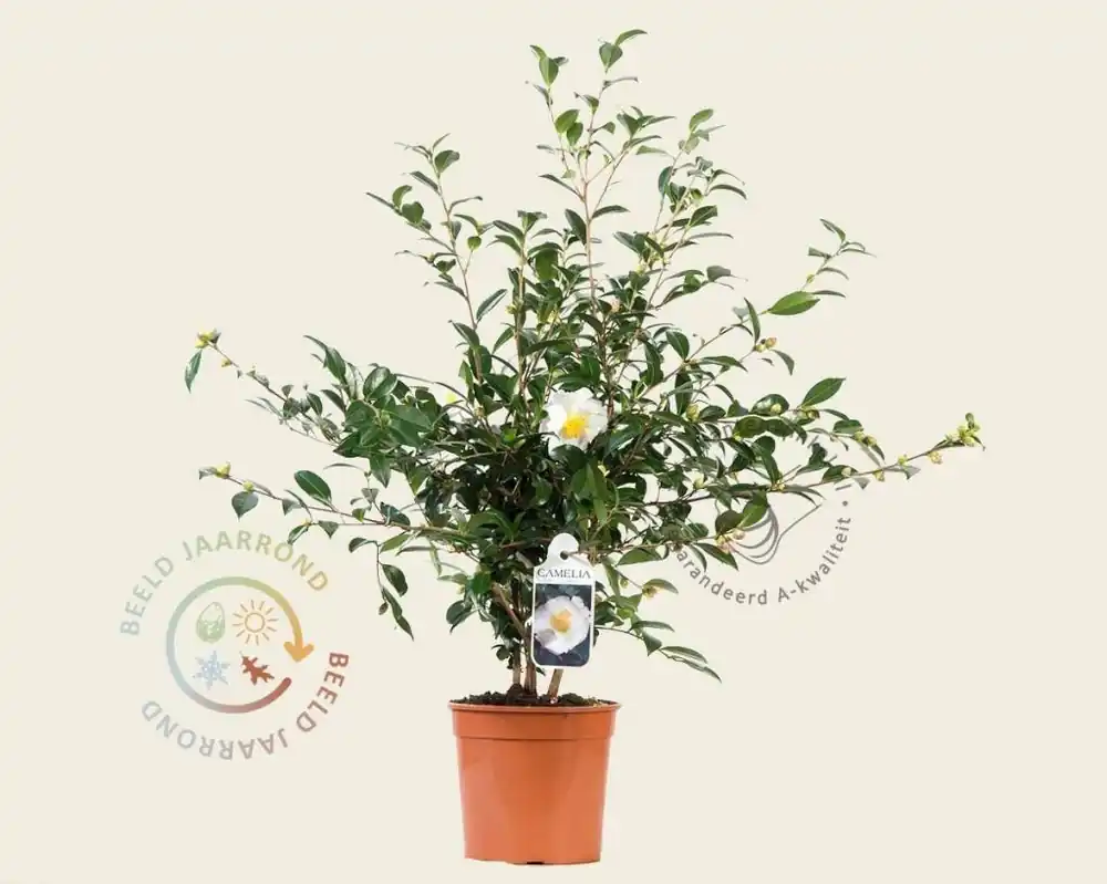 Camellia sasanqua ‘Hino de Gumo‘ - Zojuist toegevoegd