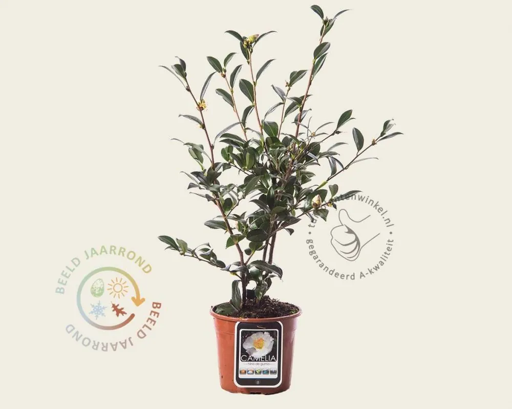 Slechts tijdelijk - Camellia sasanqua ‘Hino de Gumo‘