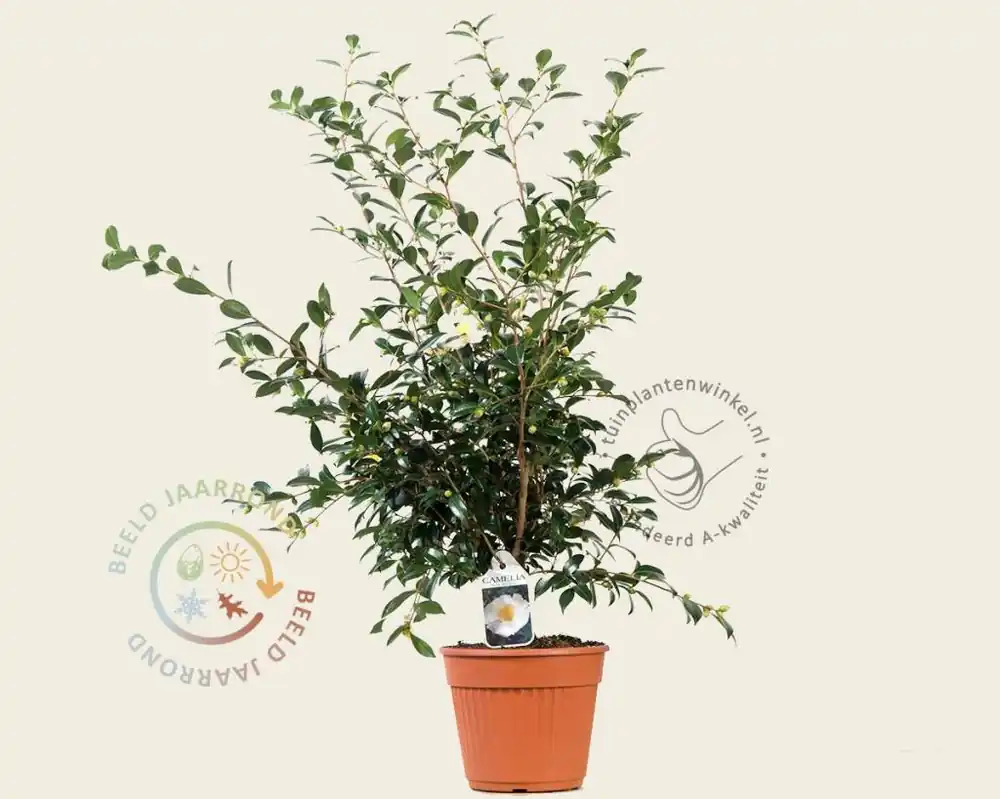 Camellia sasanqua ‘Hino de Gumo‘ | Nieuw binnengekomen