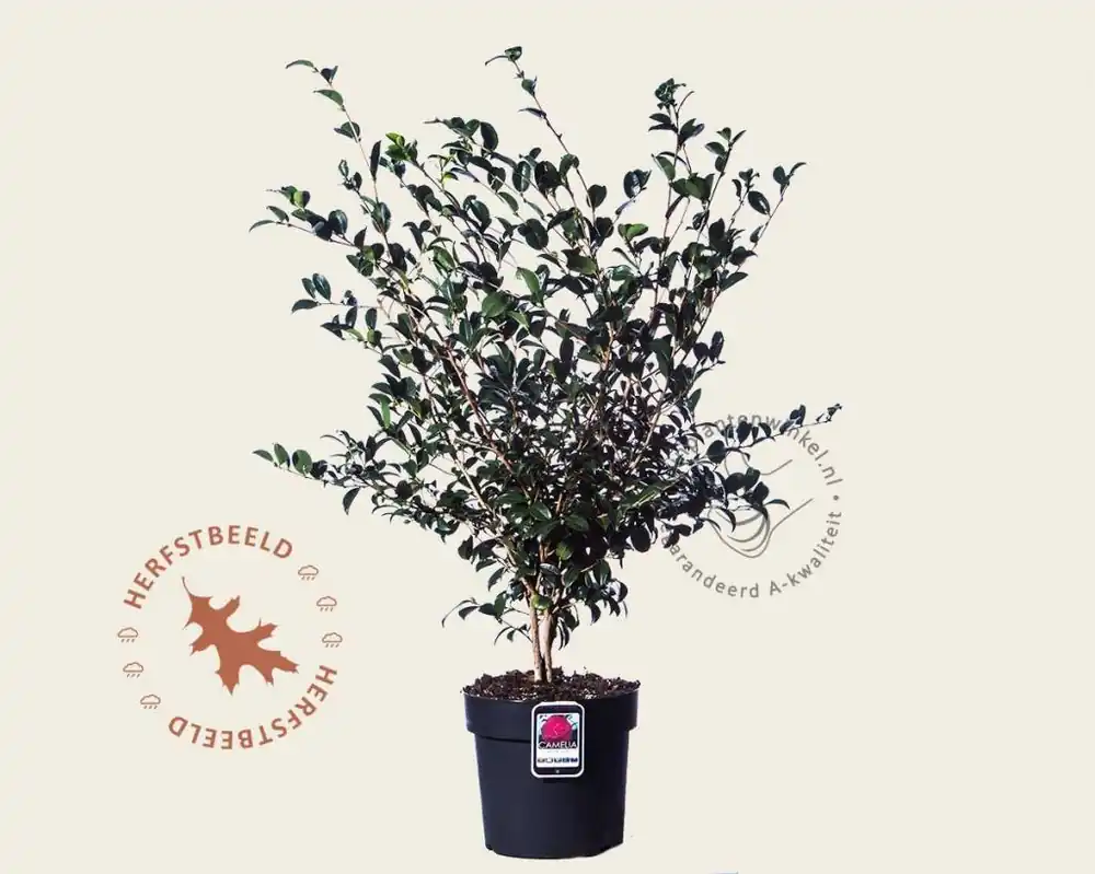 Camellia sasanqua ‘Jennifer Susan‘ | Direct beschikbaar