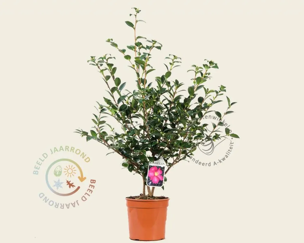 Camellia sasanqua ‘Kanjiro‘ | Deal