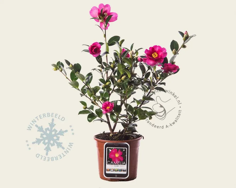 Camellia sasanqua ‘Kanjiro‘ - Beste prijs