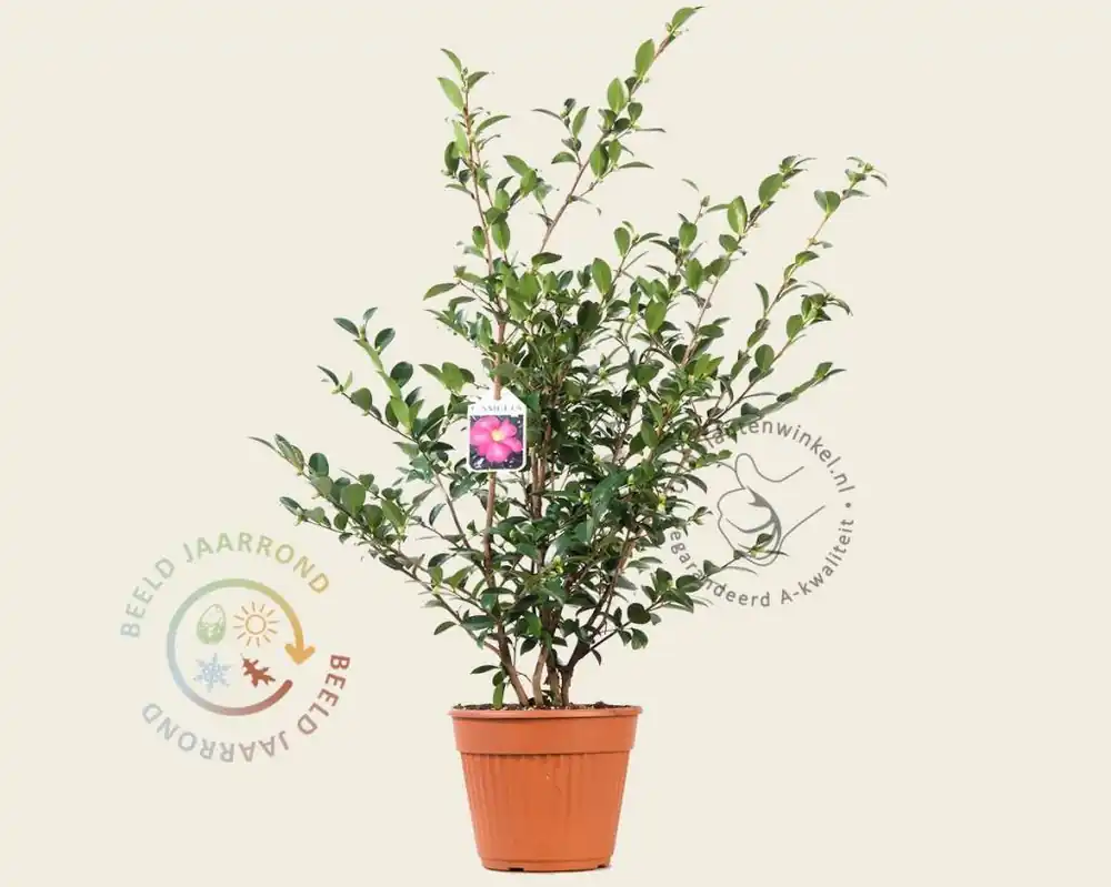 Nu kopen | Camellia sasanqua ‘Kanjiro‘