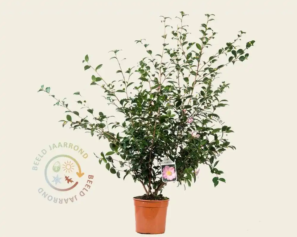 Camellia sasanqua ‘Maiden‘s Blush‘ - Veel voordeel