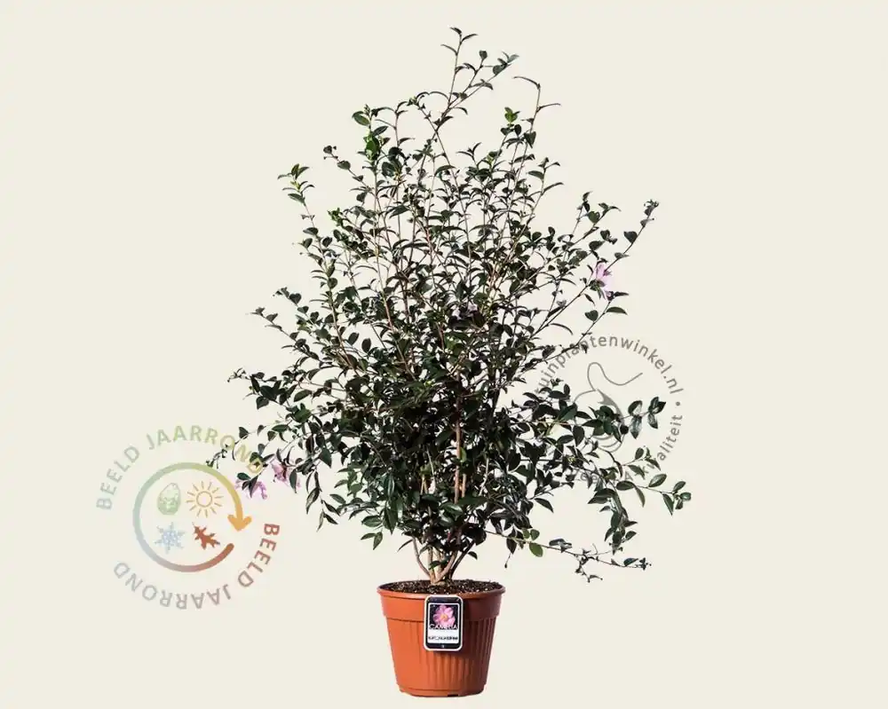 Camellia sasanqua ‘Maiden‘s Blush‘ - Sale