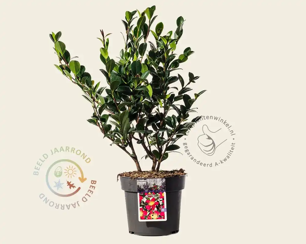 Trending - Camellia sasanqua ‘Yuletide‘