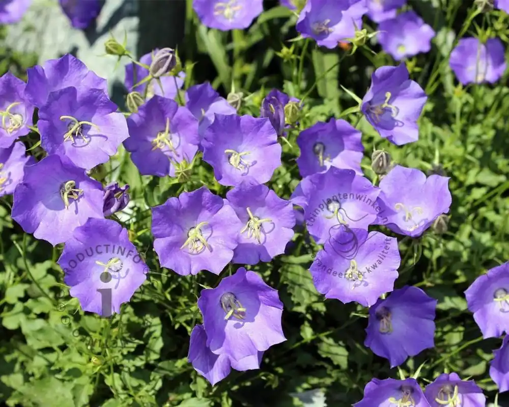 Nieuw product - Campanula carpatica ‘Blaue Clips‘