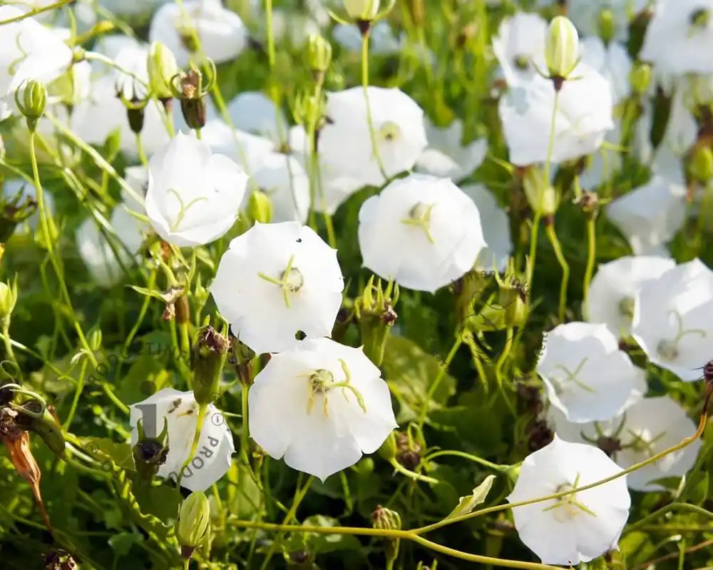 Campanula carpatica ‘Weisse Clips‘ | Nog maar enkele beschikbaar