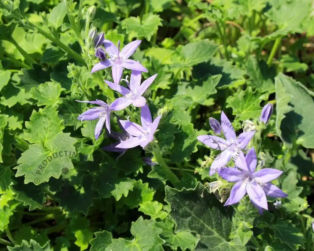 Lage prijs | Campanula garganica