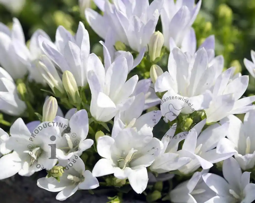 Topprijs | Campanula glomerata ‘Schneekrone‘