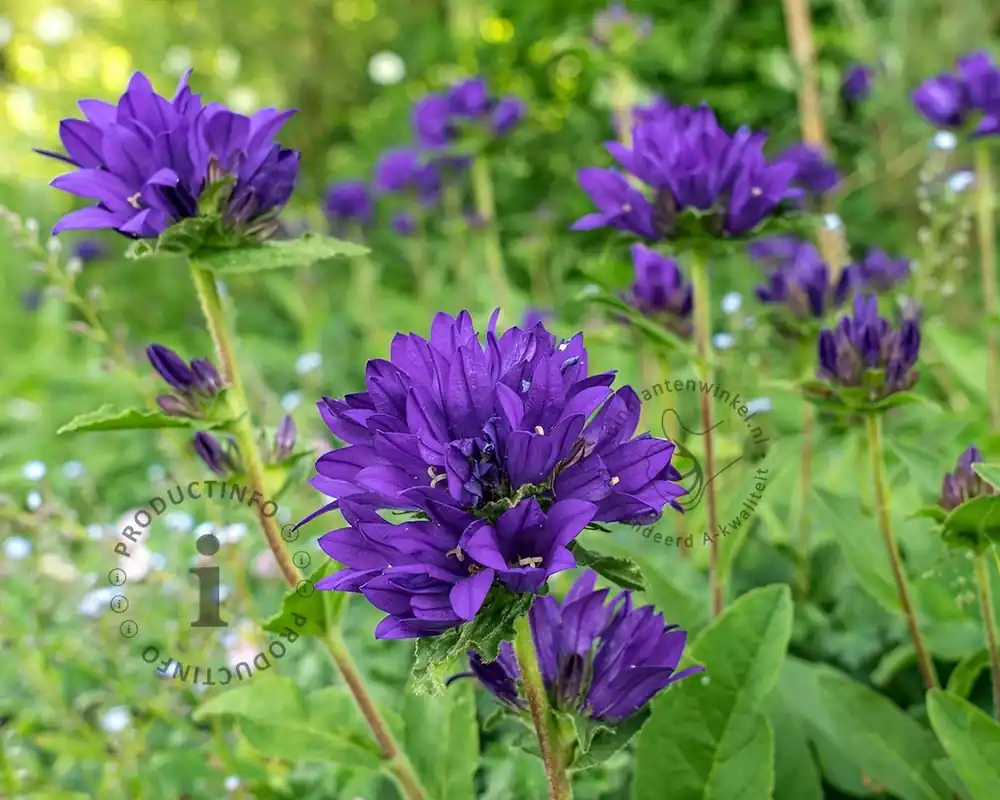 Speciale deal | Campanula glomerata ‘Superba‘