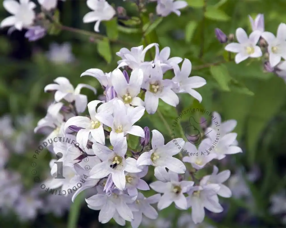 Campanula lactiflora ‘Loddon Anna‘ | Shop nu