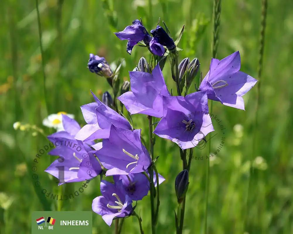 Campanula persicifolia | Hoge kwaliteit