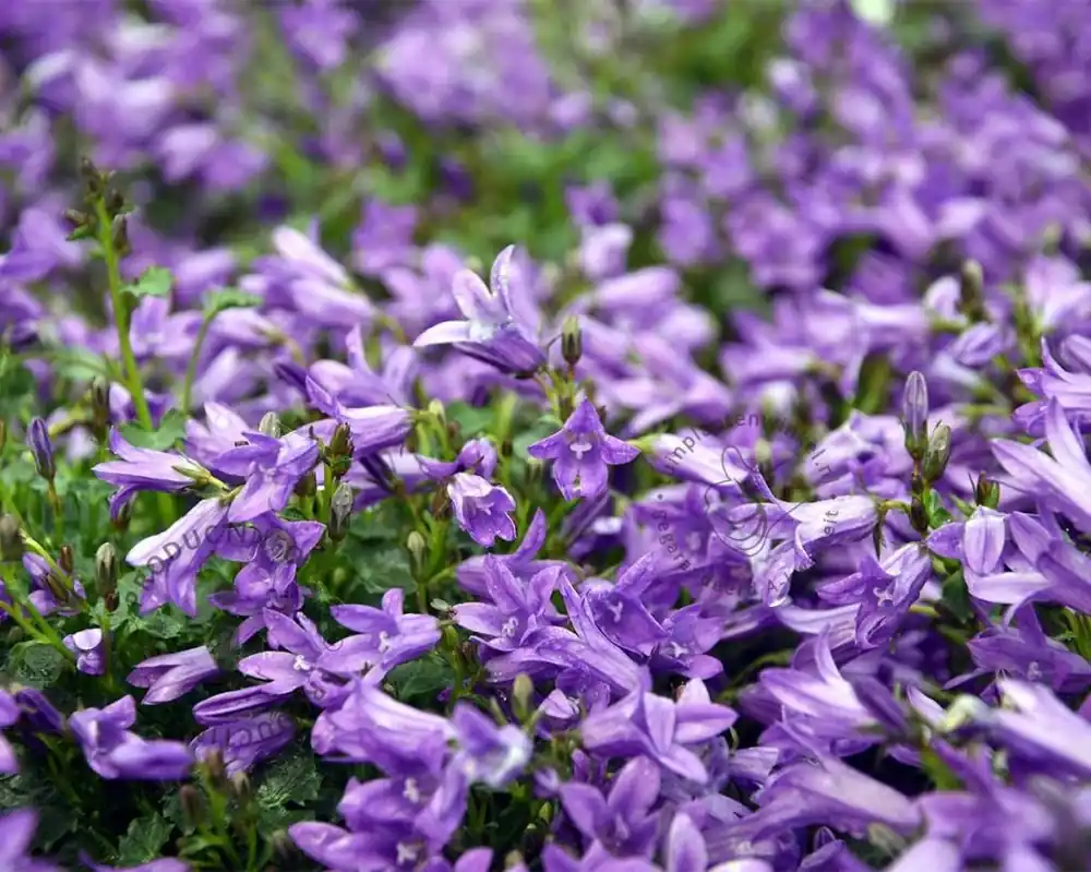 Campanula portenschlagiana | Bespaar nu