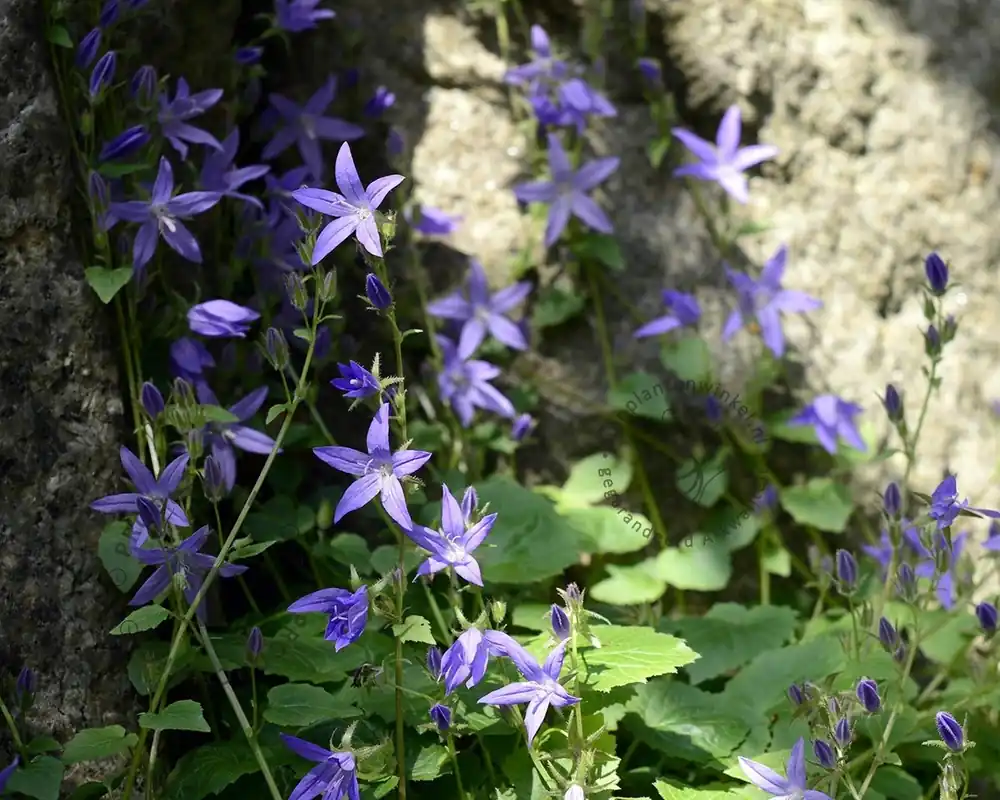 Campanula poscharskyana - Extra korting