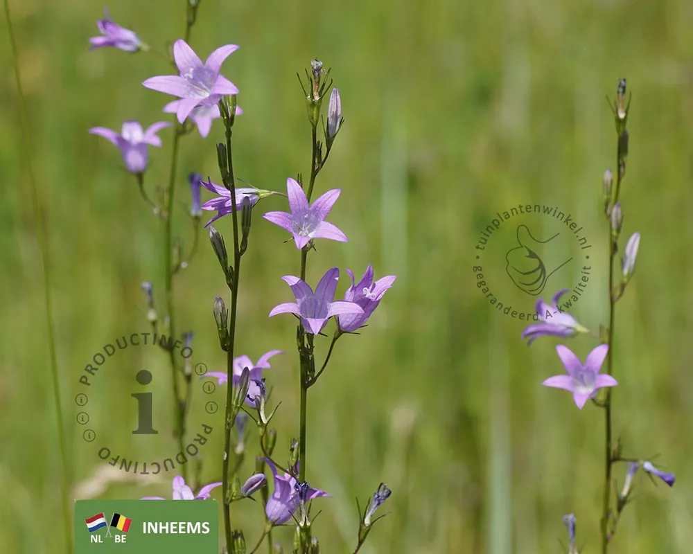 Topprijs - Campanula rapunculus