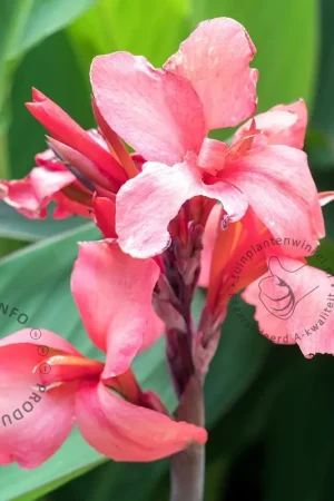 Aanbieding | Canna ‘City of Portland‘ - knol